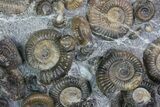 Dactylioceras Ammonite Cluster - Isle of Skye, Scotland #92586-2